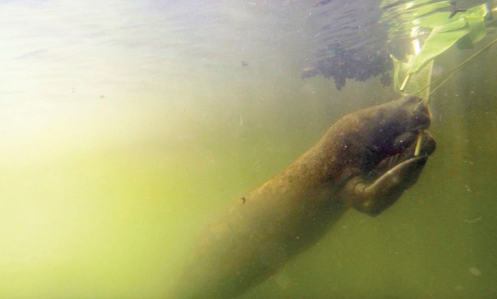 Detection and identification of manatee individual vocalizations in
